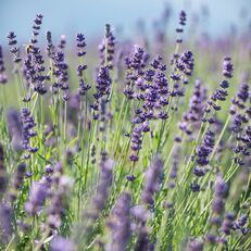 narrow-leaved lavender "Hidcote Blue Strain" Lavandula angustifol