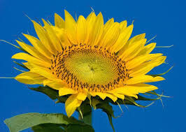 Sunflower seeds NS-X-496 (standard) Novi Sad (Serbia) resistant to Granstar tribenuron-methyl