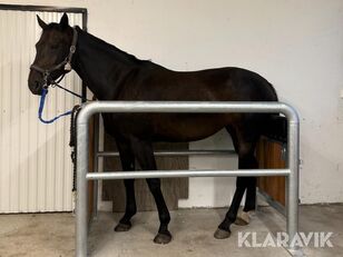 Undersökningsspilta seminspilta Seidel horse breeding equipment